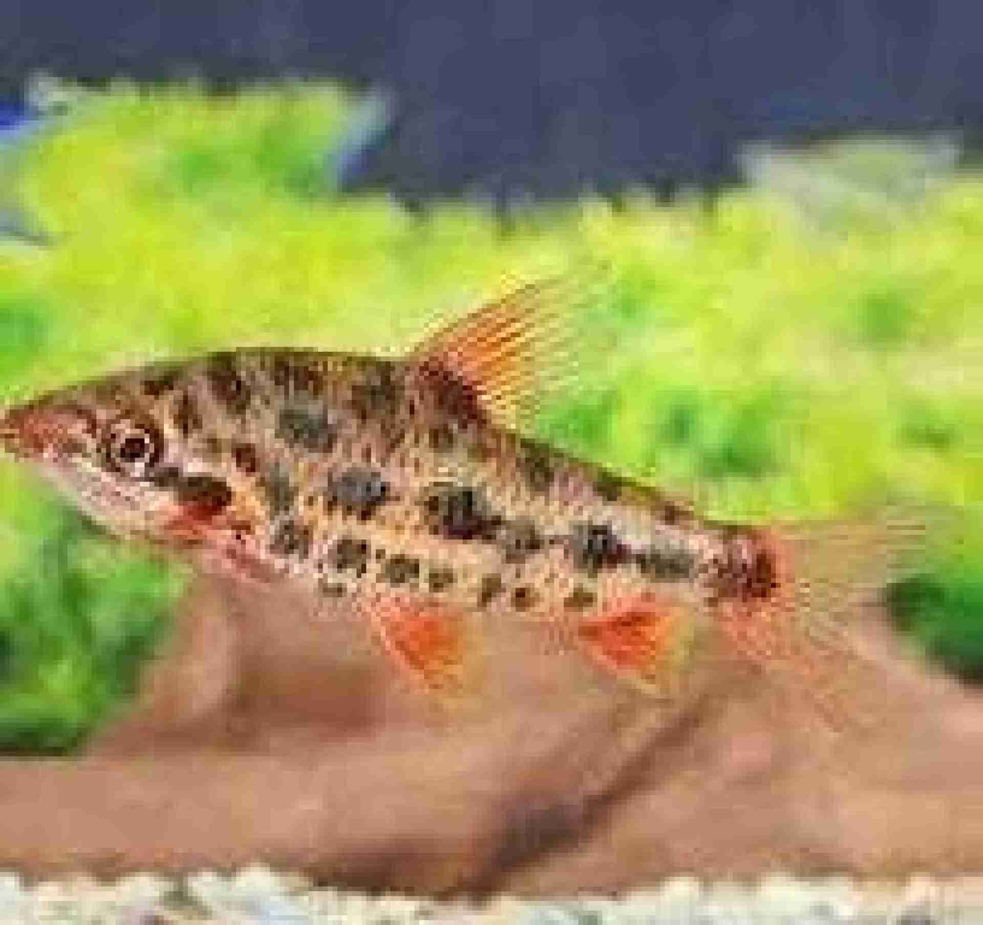 Ryby