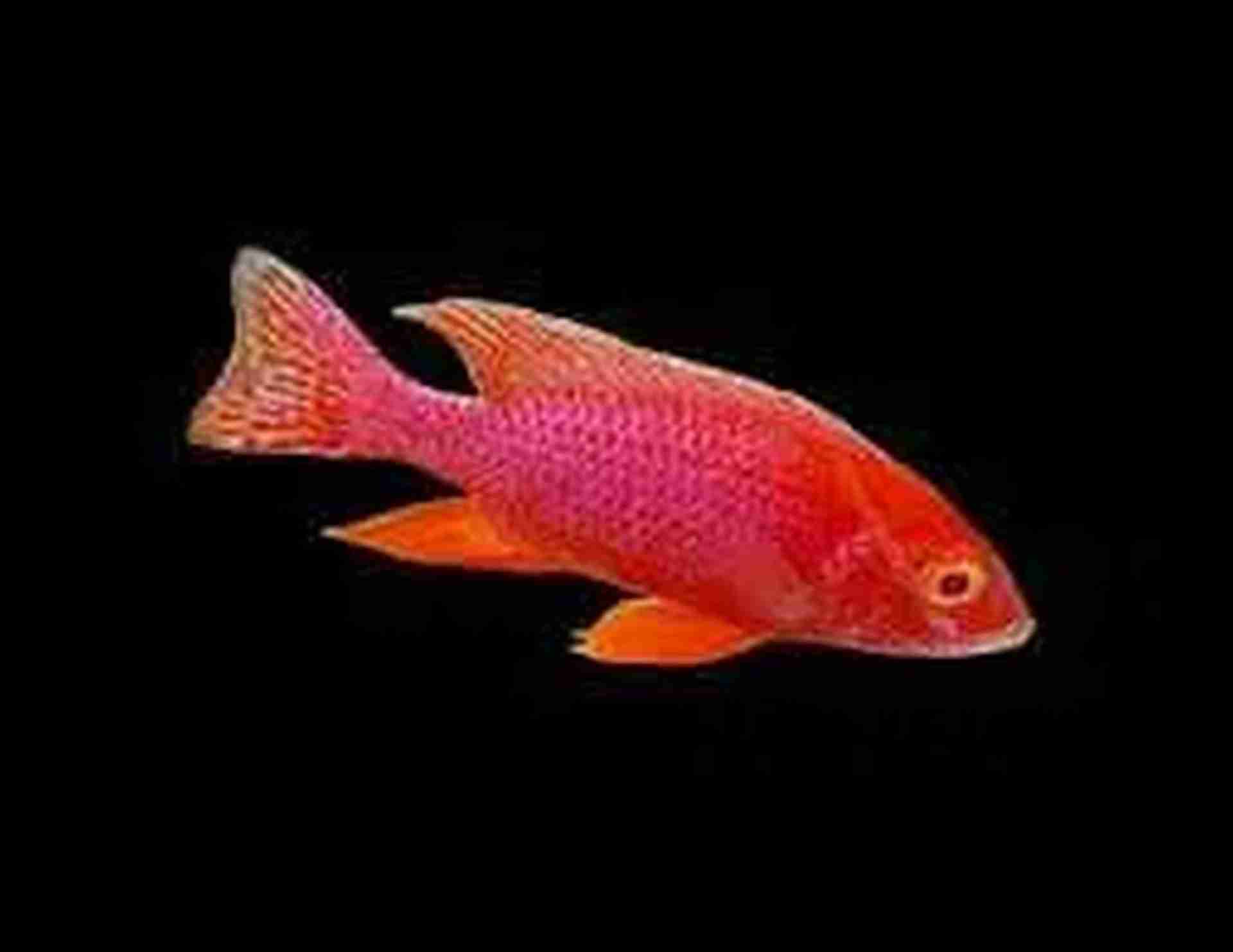 Ryby