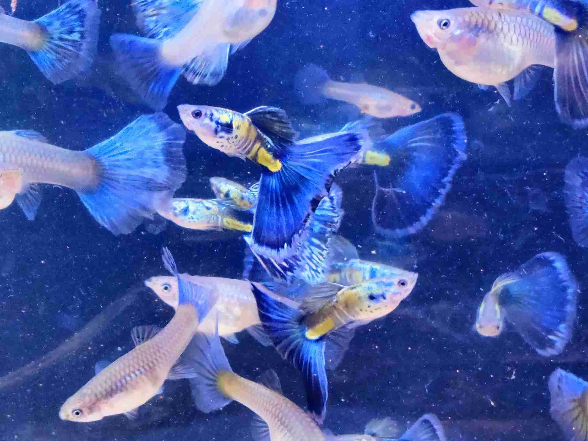Gupik Galaxy blue tail